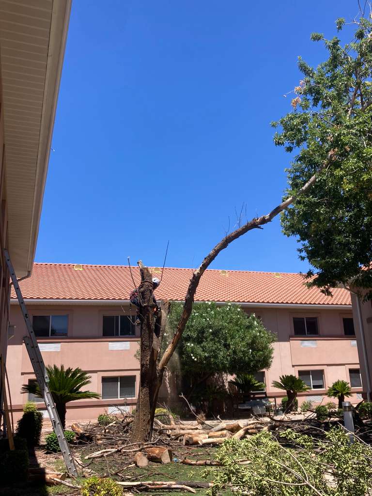 Arizona Tree Services 3