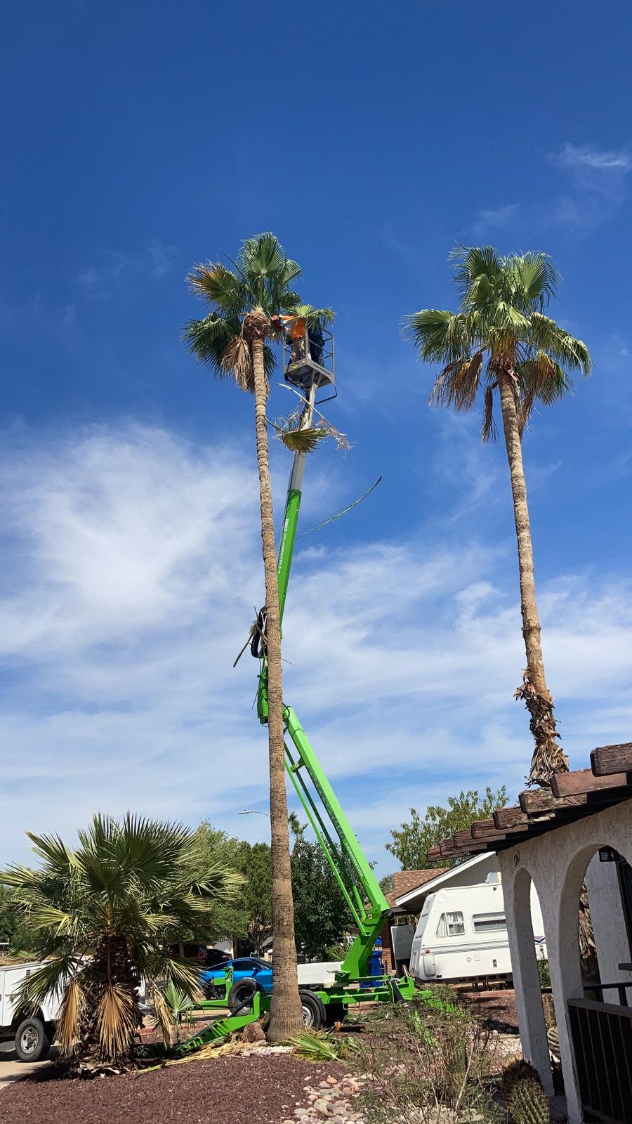 Arizona Tree Services 4